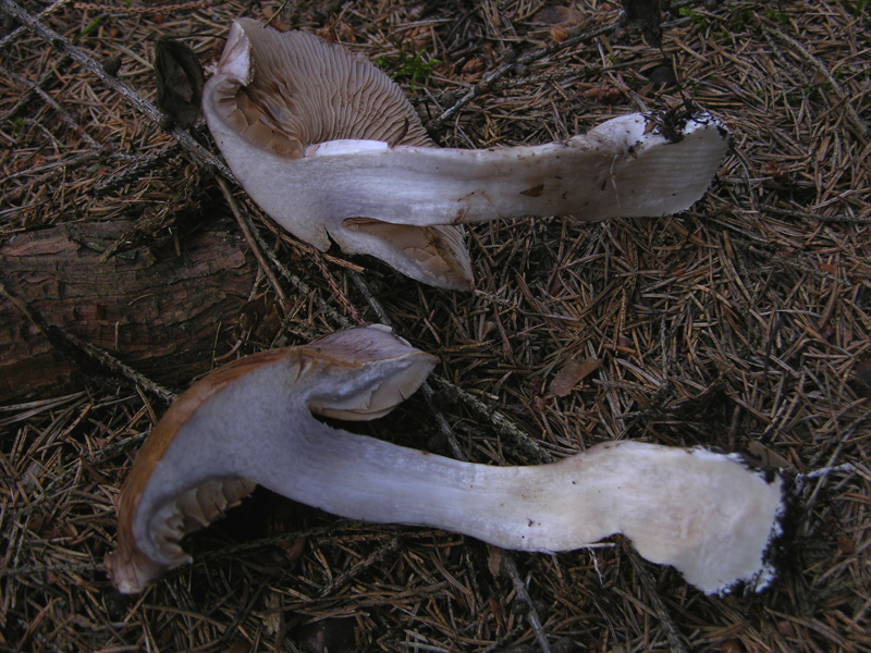 Cortinarius da determinare n�1.